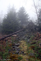 Red-cheeked Salamander habitat