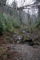 Red-cheeked Salamander habitat