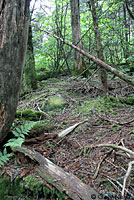 Red-cheeked Salamander habitat