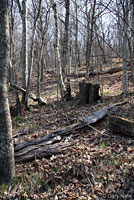 Southern Graycheek Salamander habitat