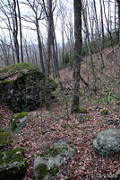 Northern Graycheek Salamander habitat