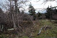 Northern Graycheek Salamander habitat