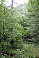 Green Salamander habitat