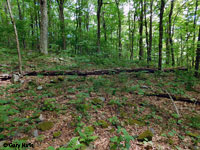 Green Salamander habitat