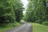 Green Salamander habitat