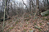 Shenandoah Salamander habitat