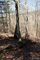 Red-legged Salamander habitat