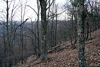 Shenandoah Mountain Salamander habitat