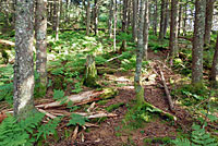 Weller's Salamander habitat