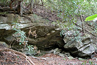 Yonahlossee Salamander habitat