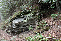 Yonahlossee Salamander habitat