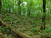 Yonahlossee Salamander habitat