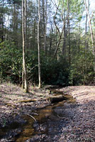 Black-chinned Red Salamander habitat