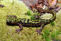 Green Salamander