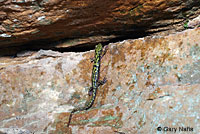 Green Salamander