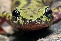 Green Salamander