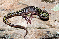 Green Salamander