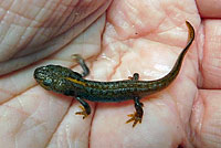 Green Salamander