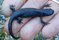 Green Salamander