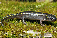 Spotted Salamander