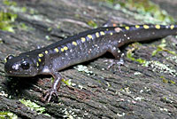 Spotted Salamander