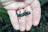 Spotted Salamander