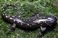 Spotted Salamander