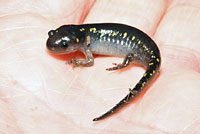 Spotted Salamander