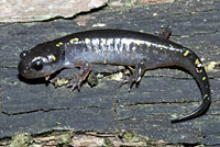 Spotted Salamander