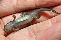 Spotted Salamander