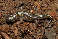 Spotted Salamander