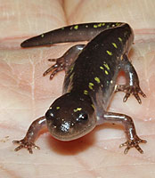 Spotted Salamander