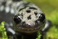 Green Salamander