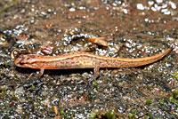Seepage Salamander