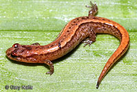 Salamander