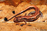 Carolina Mountain Dusky Salamander