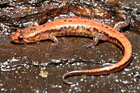 Carolina Mountain Dusky Salamander