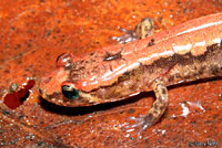 Carolina Mountain Dusky Salamander