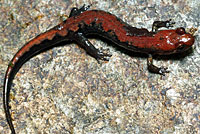 Carolina Mountain Dusky Salamander