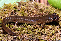 Salamander