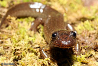Dwarf Black-bellied Salamander