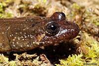Dwarf Black-bellied Salamander