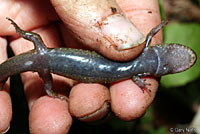 Dwarf Black-bellied Salamander