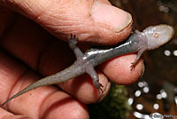 Dwarf Black-bellied Salamander