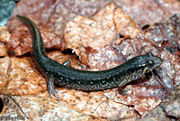 Northern Dusky Salamander