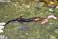 Imitator Salamander