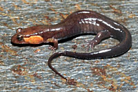 Salamander