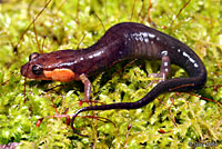 Imitator Salamander