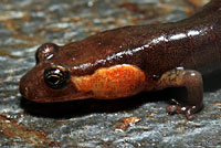 Imitator Salamander