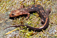 Imitator Salamander